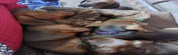 Dachshund dogs for sale: Unusual Red Fade & Red Brindle Standard dachshunds - Advert 11