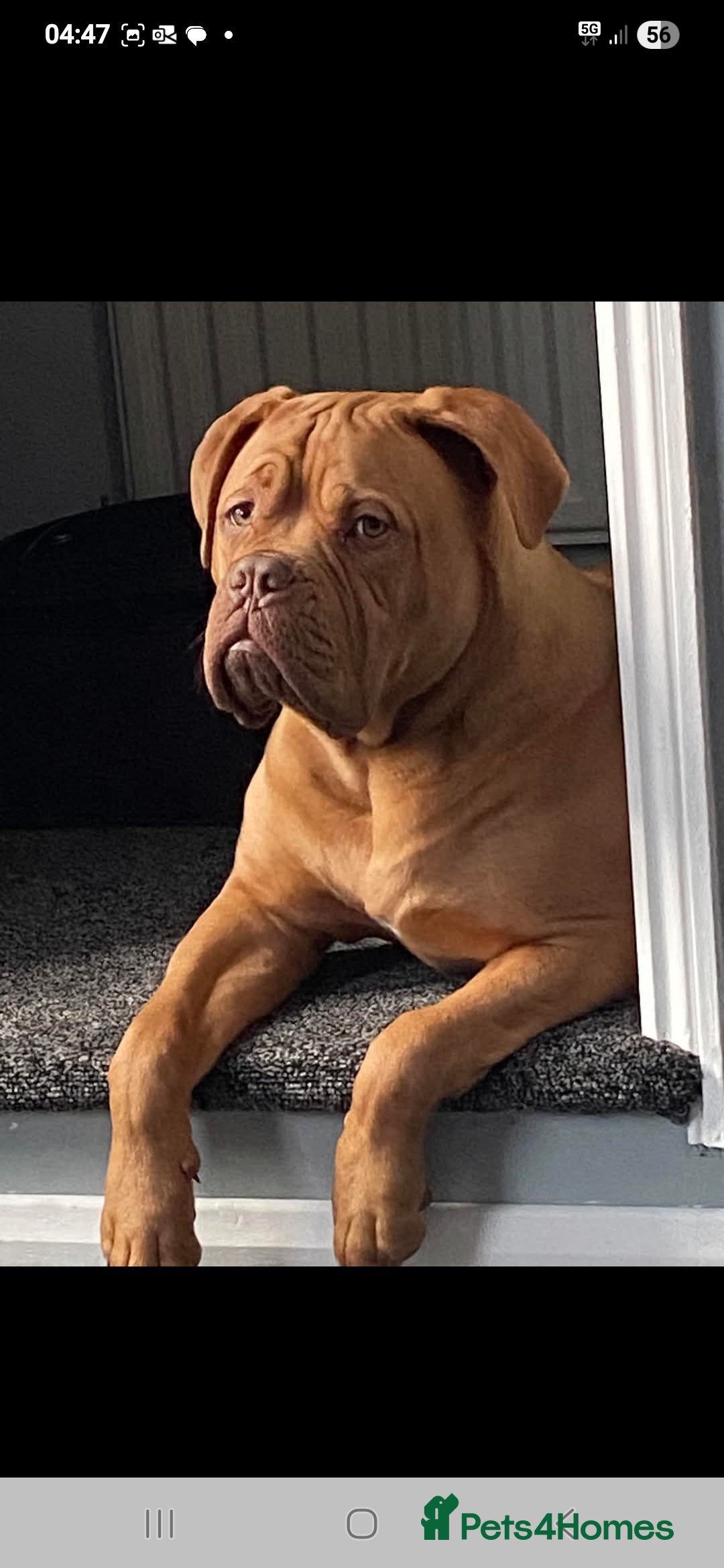 Dogue De Bordeaux dogs for sale: Dogue De Bordeaux Puppies-Champion Bloodlines - Image 13