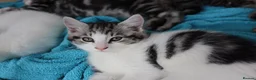 Mixed Breed cats for sale: Litter of 5 Kittens, 11 Weeks Old - Advert 5