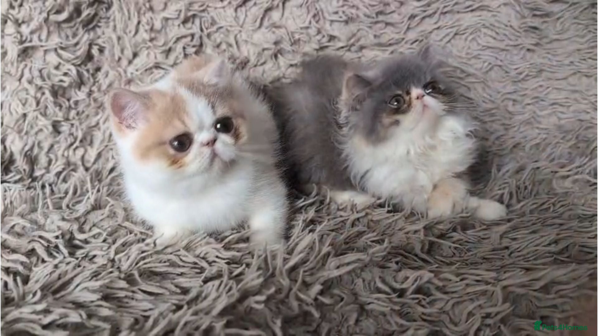 Persian cats Persian Kittens - Advert 1