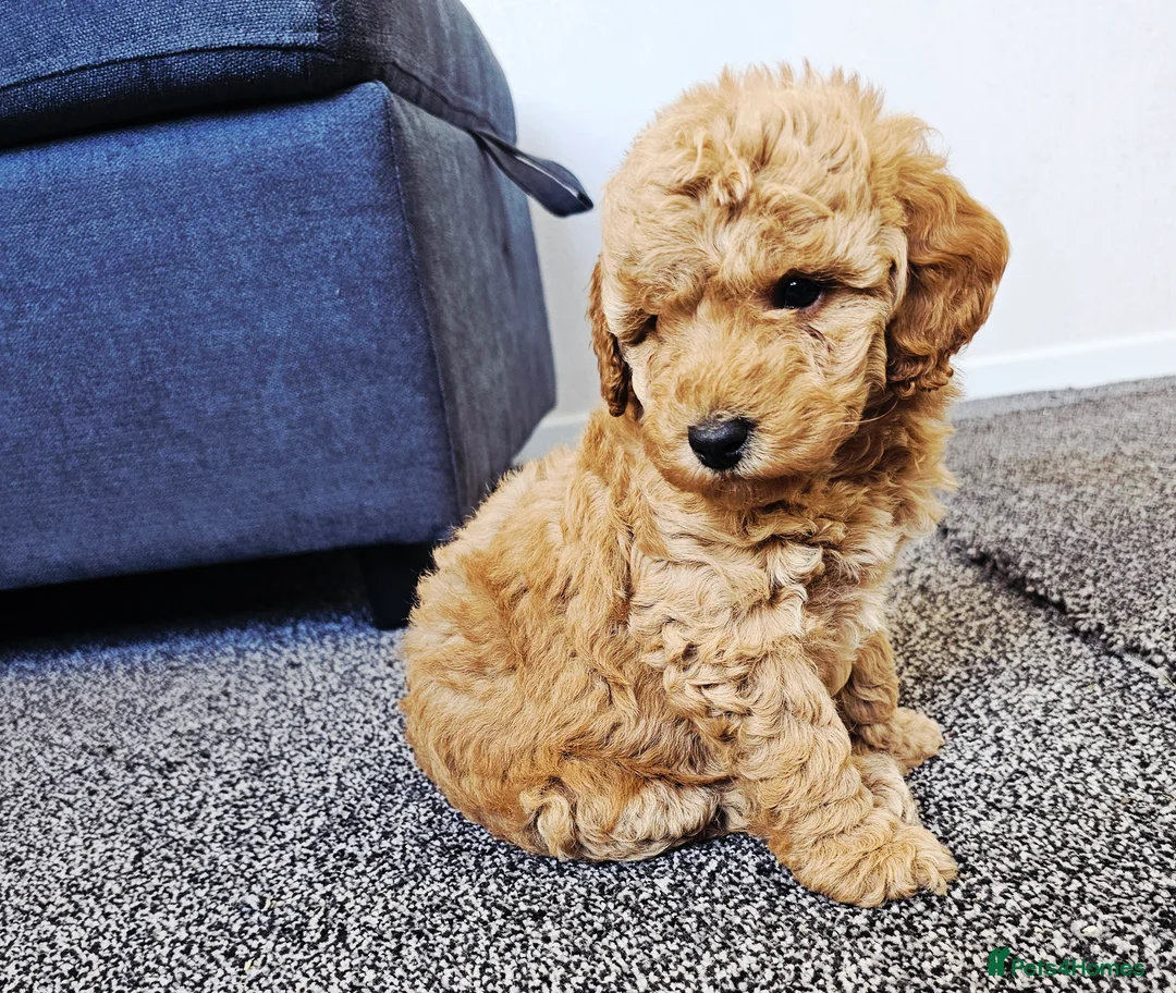 Cockapoo dogs for sale: F1B Show Cockerpoo puppies 3 available girls - Advert 38