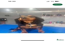 Cocker Spaniel dogs for stud: KC REGISTERED COCKER SPANIEL STUD in Worcester - Image 7