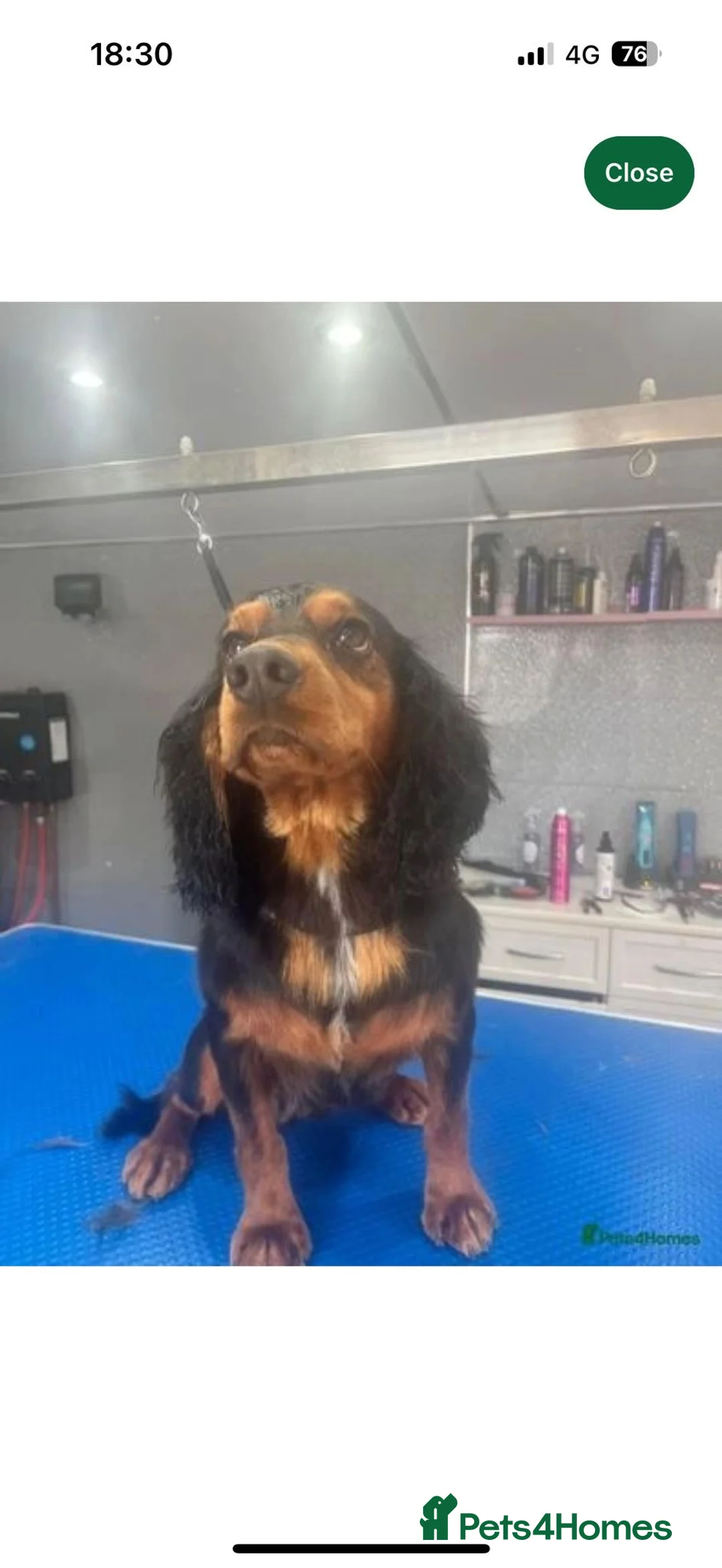 Cocker Spaniel dogs for stud: KC REGISTERED COCKER SPANIEL STUD in Worcester - Advert 7