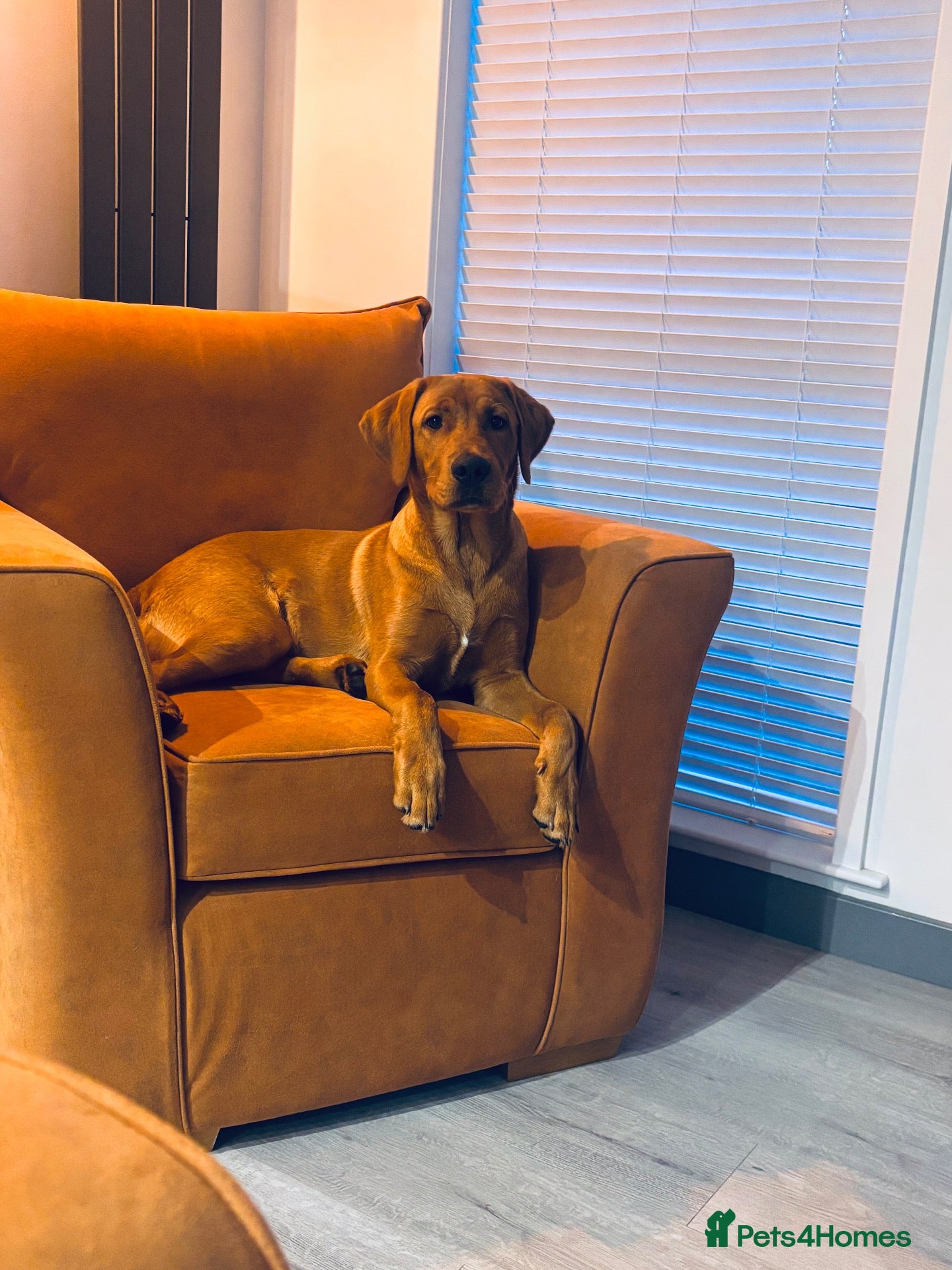 Labrador Retriever dogs Fox Red Male Labrador 9 months old  - Advert 1
