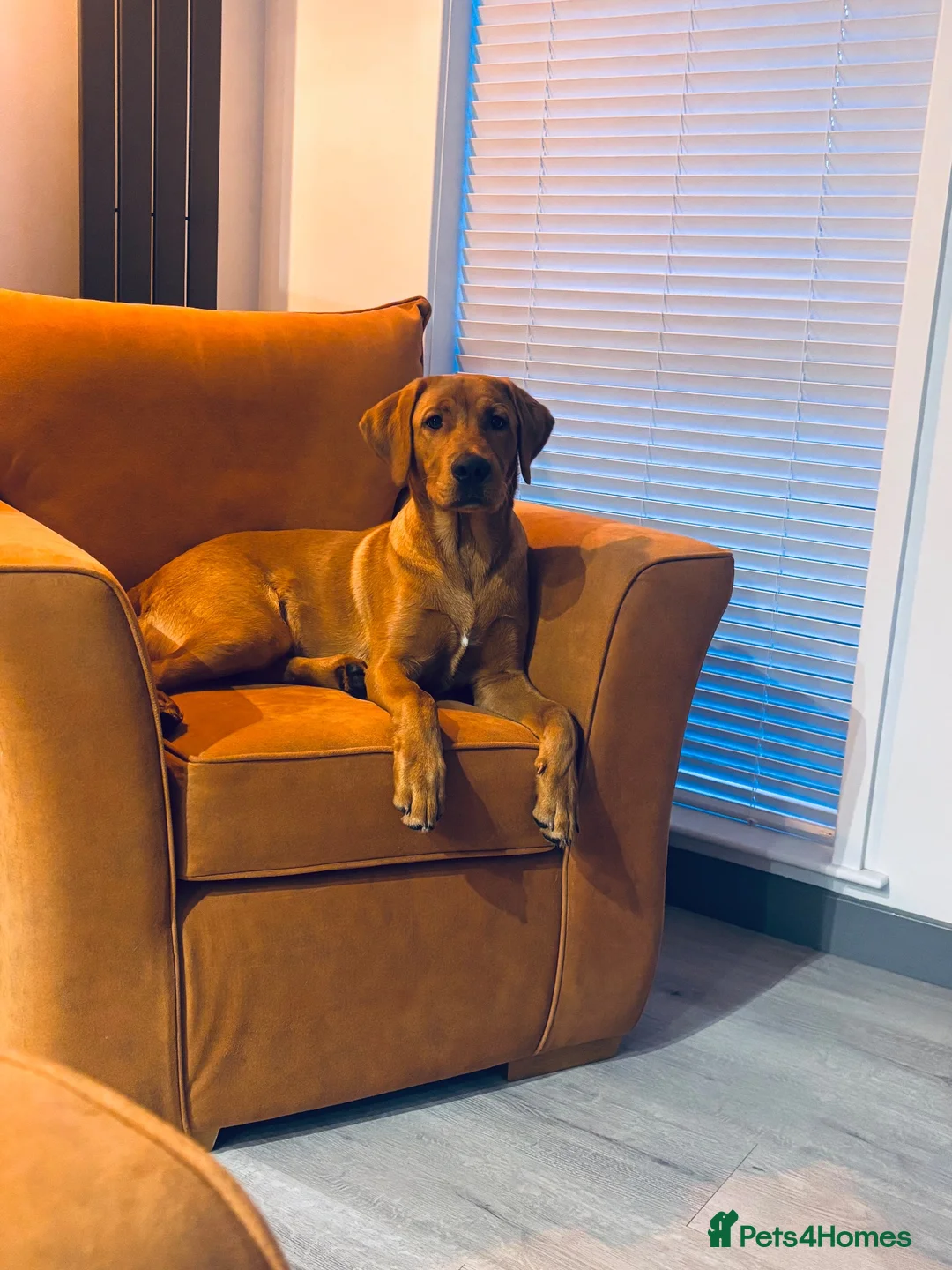 Labrador Retriever dogs for sale: Fox Red Male Labrador 9 months old  in Kettering - Advert 1