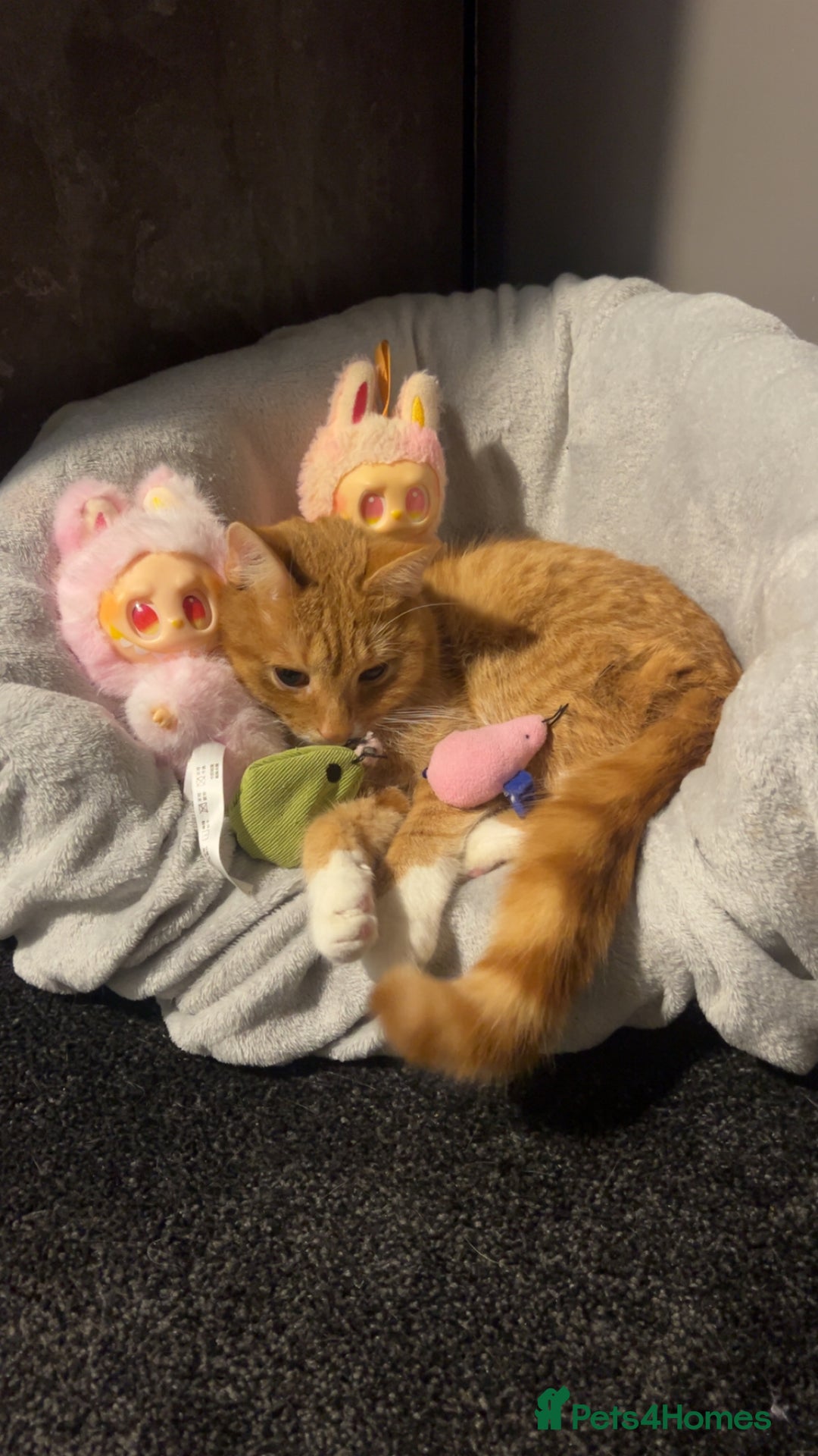 British Shorthair cats for sale: Male Cat for Sale  - Advert 2