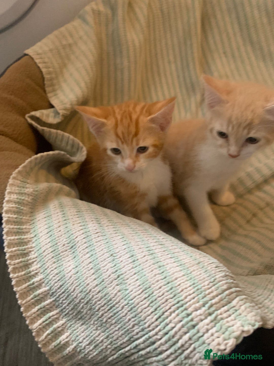 Domestic Shorthair cats for sale: 2 BEAUTIFUL MALE KITTENS AVAILABLE NOW😸 - Image 3