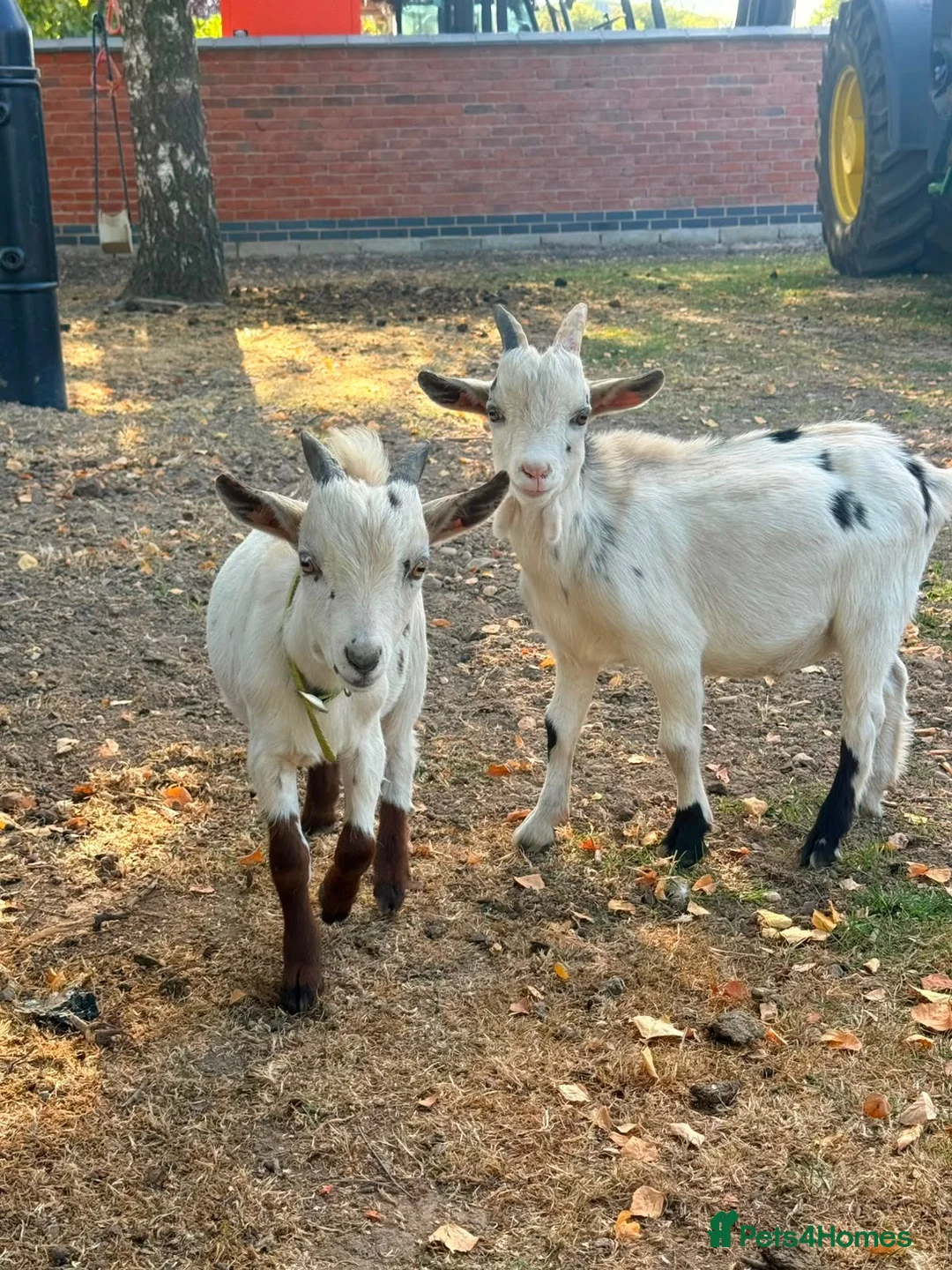 Goats livestock for sale: 2x Pygmy billy goats kids  in Leicester - Advert 2