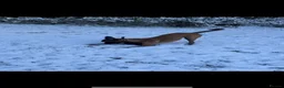 Belgian Shepherd Dog dogs for sale: Belgian Malinois Male Leeds - Advert 7