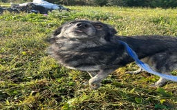 Mixed Breed dogs for adoption: Roberto - Norwich Norfolk  - Image 13
