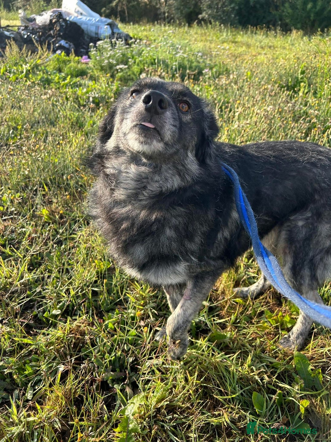 Mixed Breed dogs for adoption: Roberto - Norwich Norfolk  - Image 13