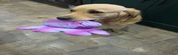 Golden Retriever dogs for sale: 9 beautiful golden retriever puppies - Advert 23