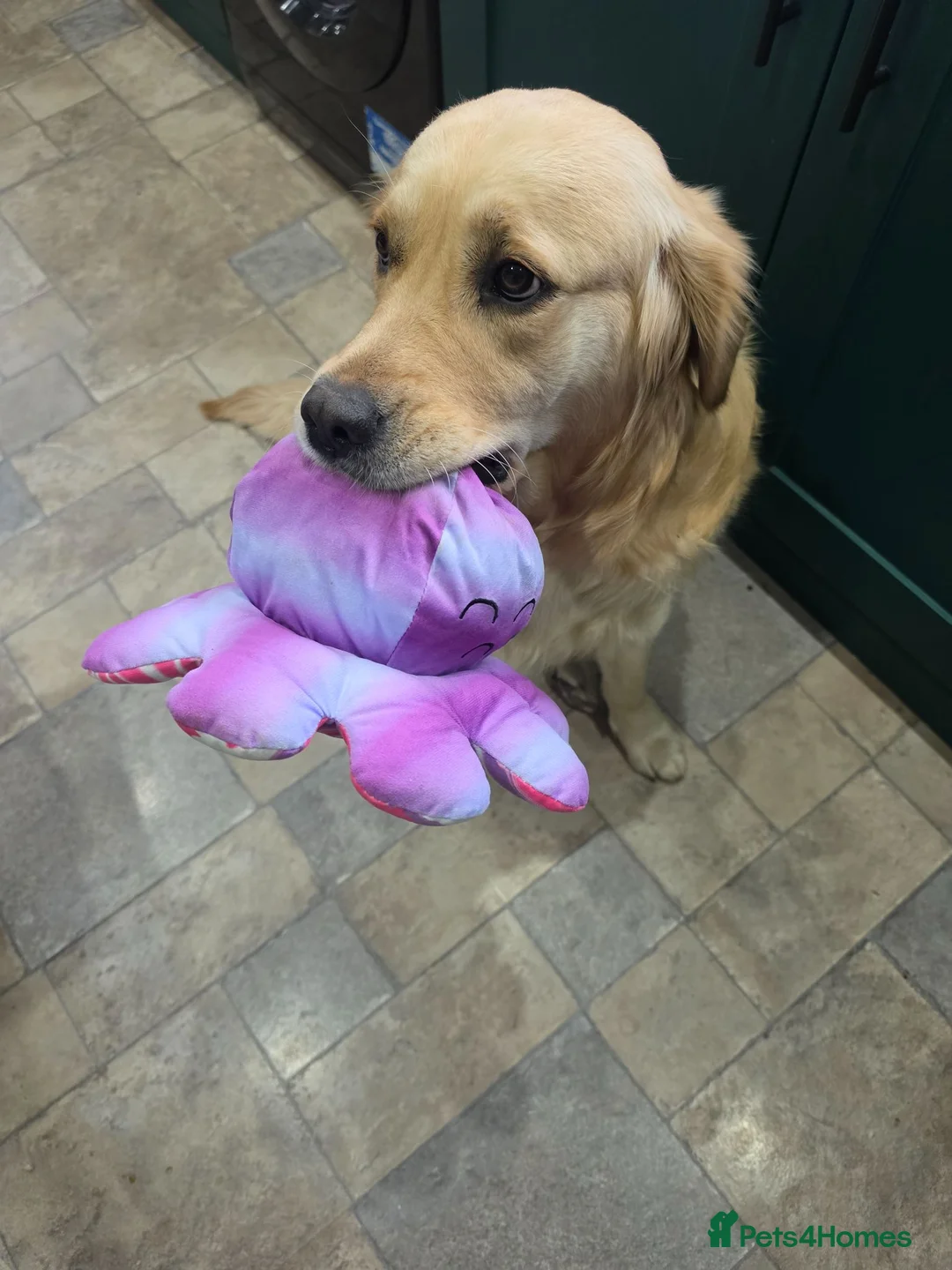 Golden Retriever dogs for sale: 9 beautiful golden retriever puppies - Advert 23