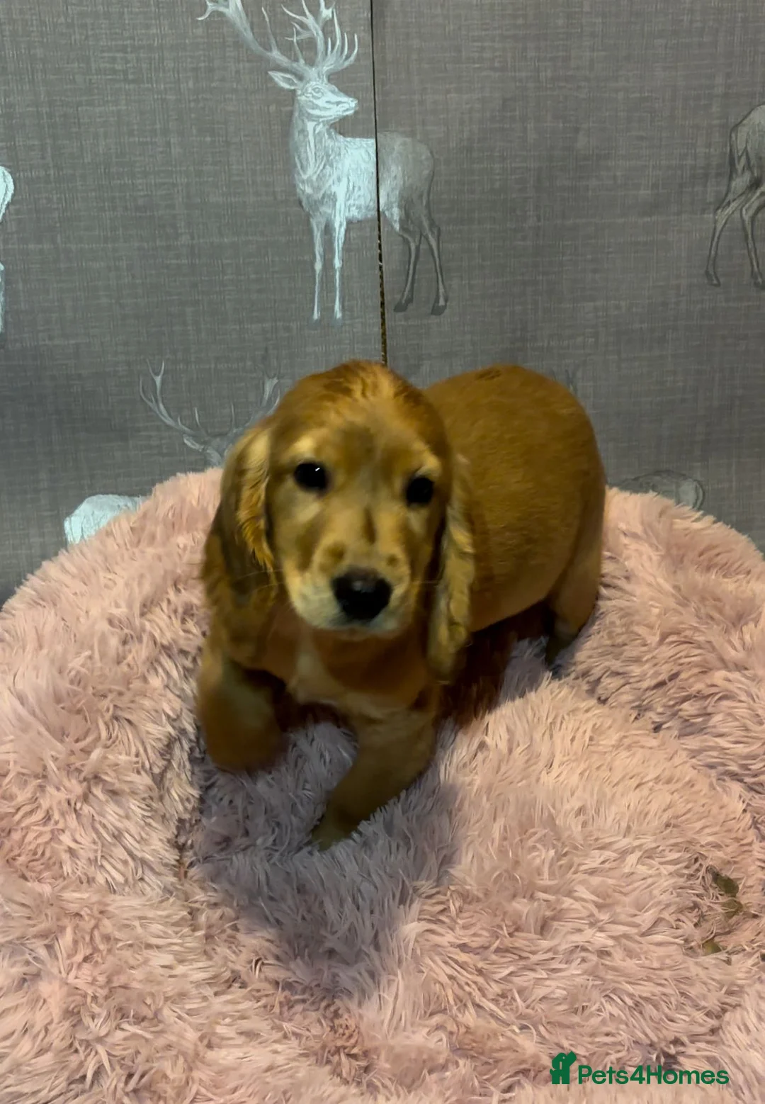 Cockapoo dogs for sale: Cockapoo puppies for sale  - Advert 9