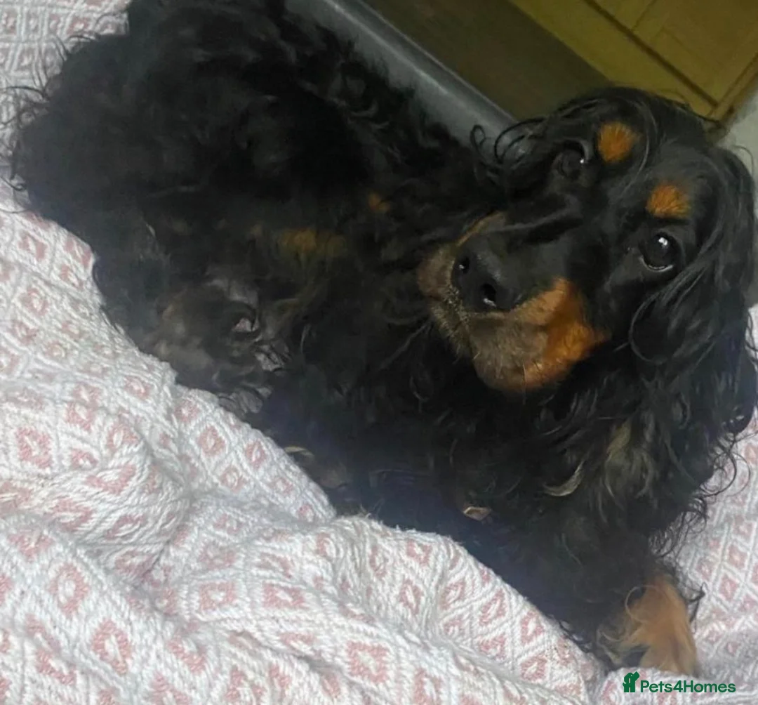 Cocker Spaniel dogs for sale: Show/working cocker spaniels🐶 - Advert 13