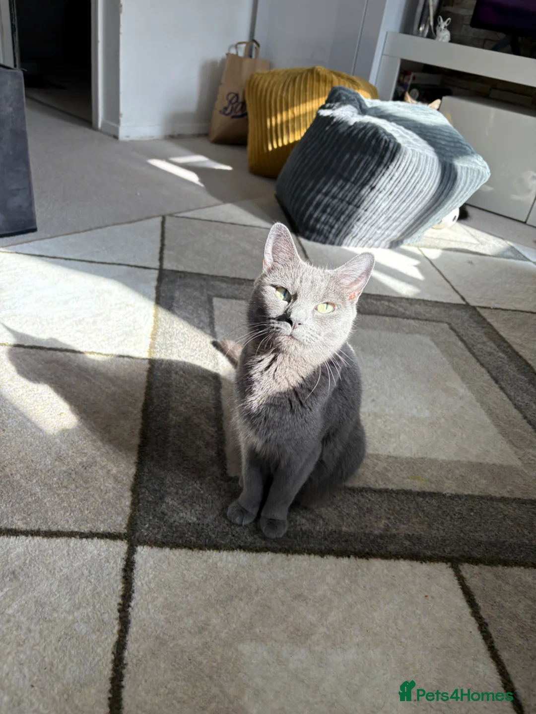 Russian Blue cats for sale: Russian blue x British shorthair in London - Advert 21