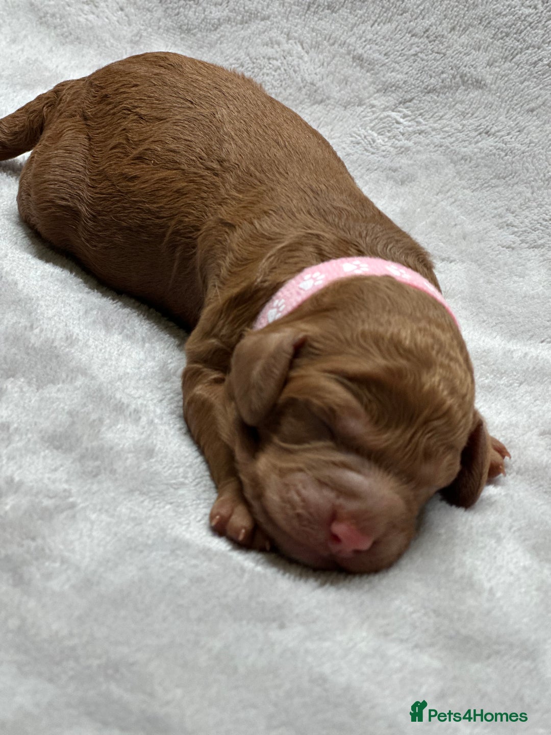 Cockapoo dogs for sale: Red Mini Cockapoo Puppies-Ready - 14 of January  - Advert 30