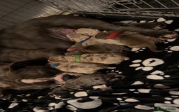 Olde English Bulldogge dogs for sale: Olde English bulldog  - Image 11