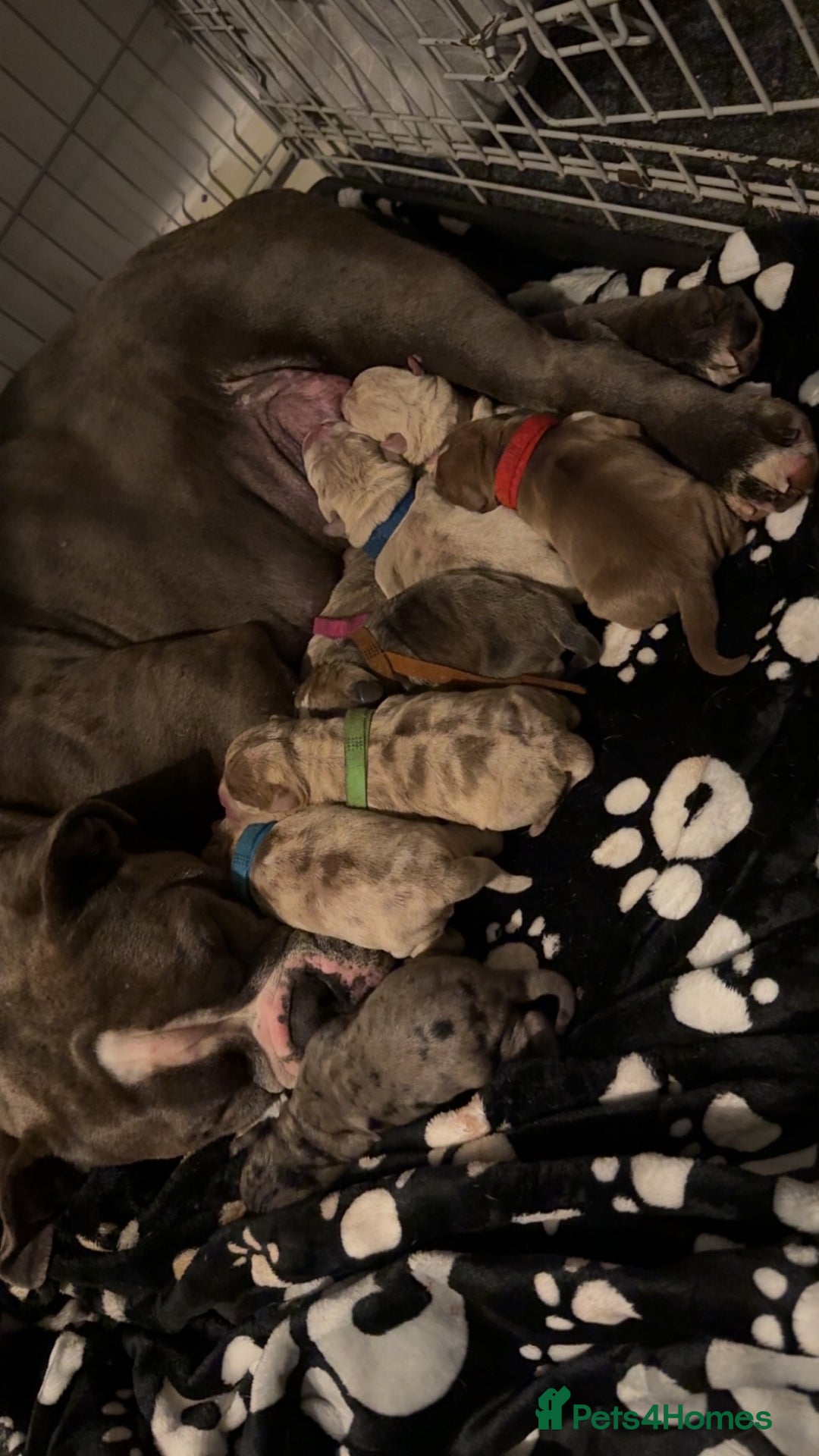 Olde English Bulldogge dogs for sale: Olde English bulldog  - Image 11