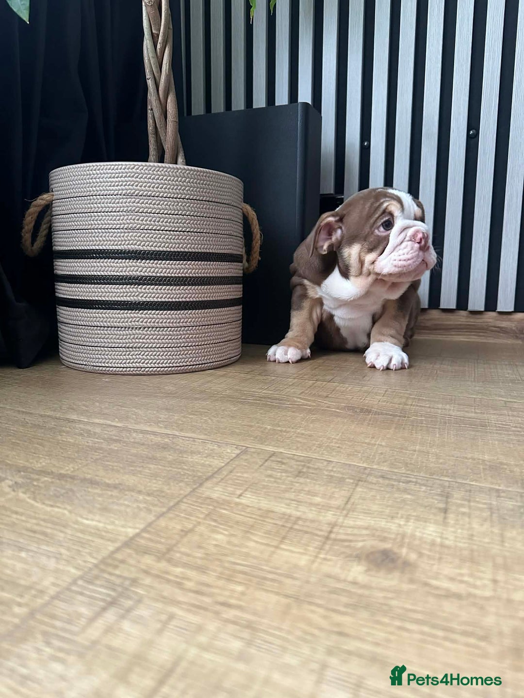 English Bulldog dogs for sale: Our girl looking for a warm sofa and fully love🏠 - Advert 11