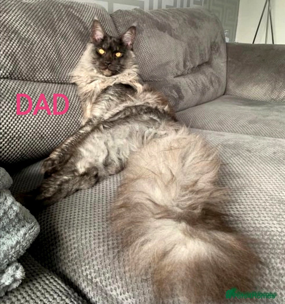 Maine Coon cats for sale: SHOW QUALITY MAINE COON KITTENS  - Image 18