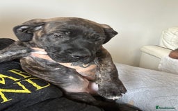 Cane Corso dogs for sale: Full cane corso  - Image 11