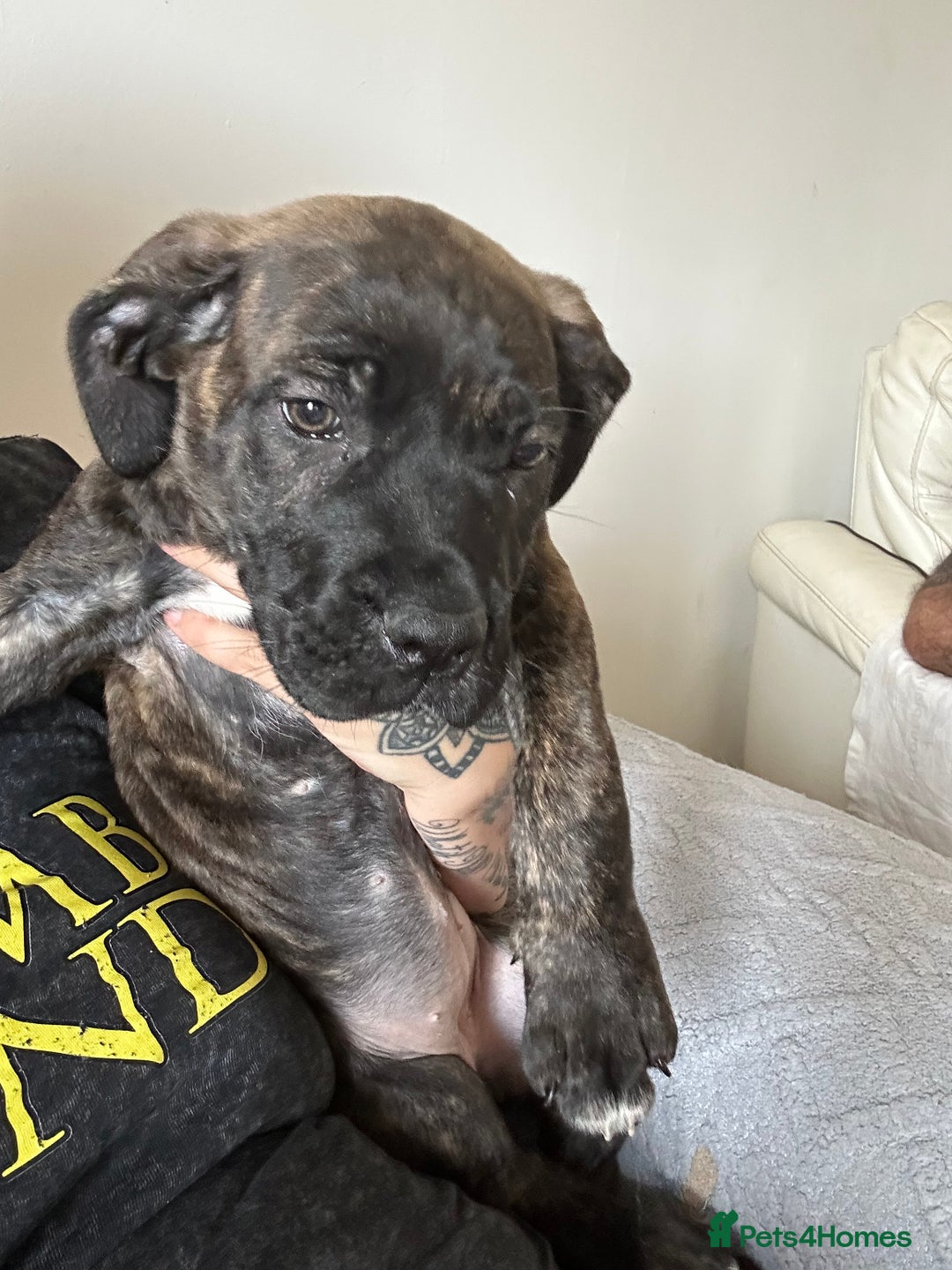 Cane Corso dogs for sale: Full cane corso  - Image 11