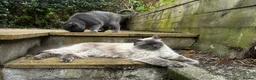 Ragdoll cats for sale: Two male cats (ragdoll and BSH) - Advert 1