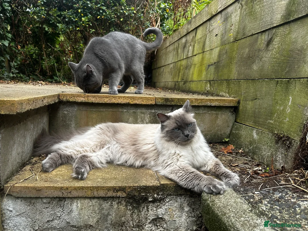 Ragdoll cats for sale: Two male cats (ragdoll and BSH) - Advert 1