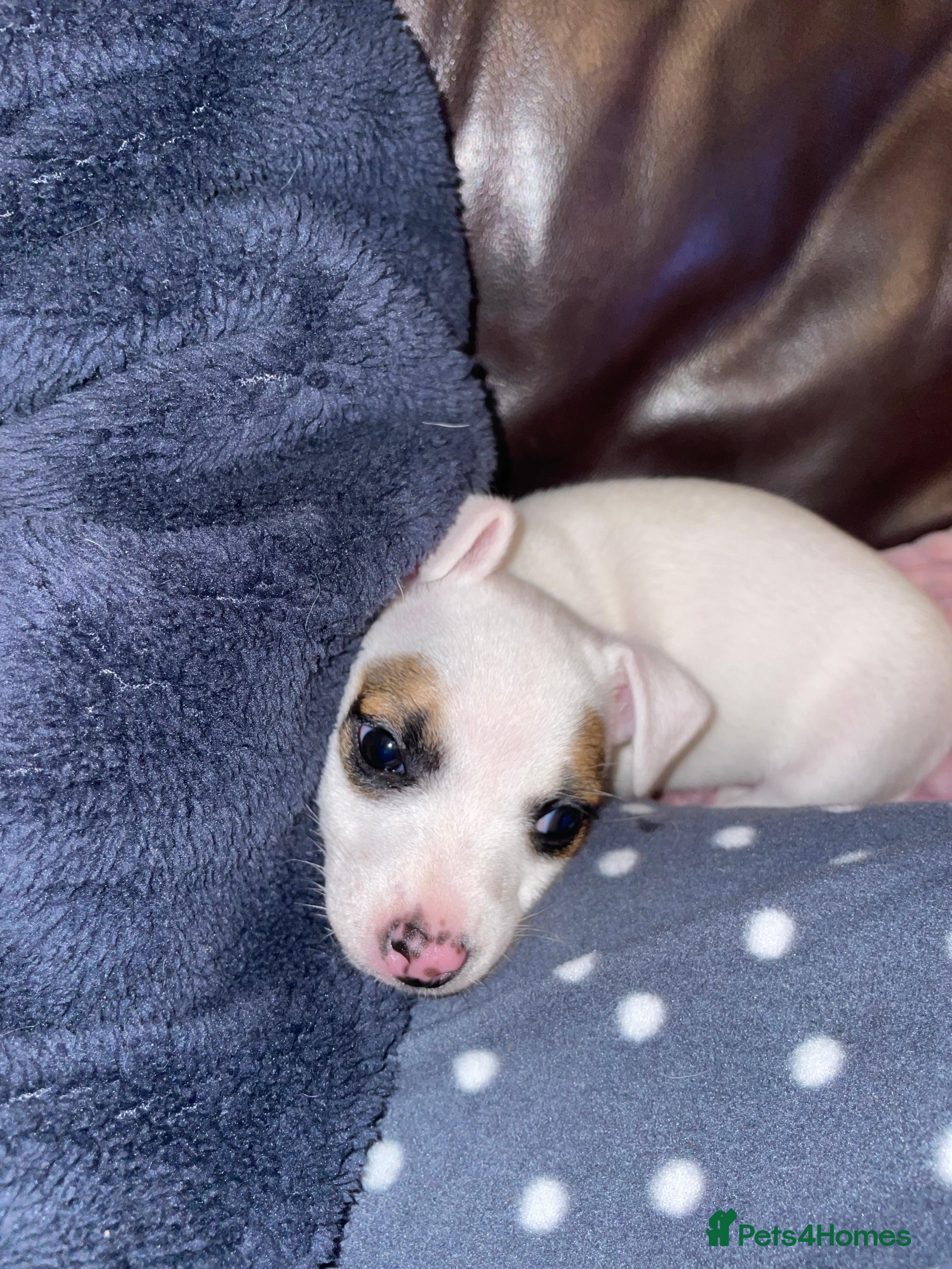 Jack Russell dogs Jack Russel pup 🐶  - Advert 13