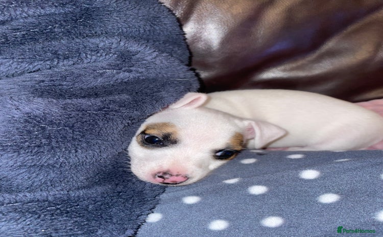 Jack Russell dogs - Advert 1