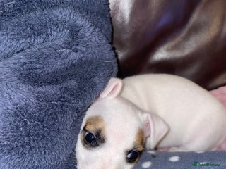 Jack Russell dogs - Advert 10