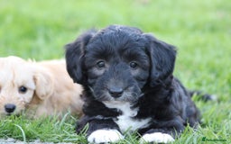 Cavapoochon dogs for sale: Cavapoochon puppies for sale - Image 9