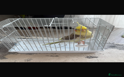 Cockatiels birds for sale: Selling Cockatial - Image 7