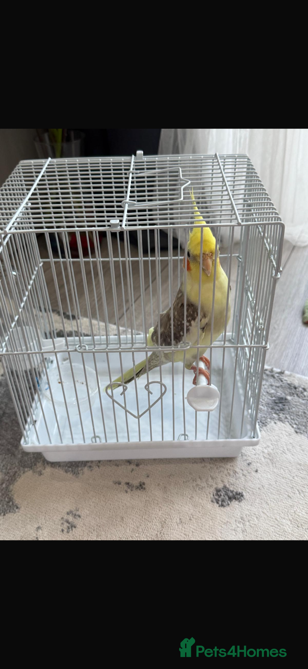Cockatiels birds for sale: Selling Cockatial - Image 7