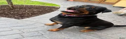 Rottweiler dogs for stud: 🎆FURY 🎆 in Shifnal - Advert 4
