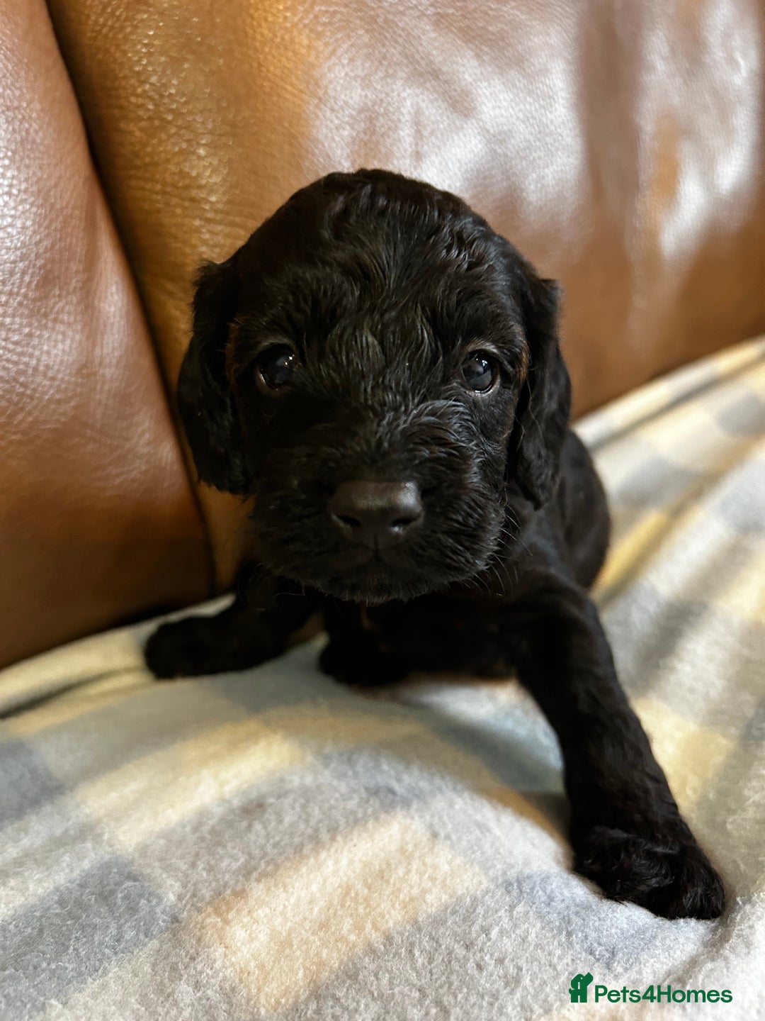 Cockapoo dogs for sale: Toy Cockapoo’s  - Advert 12