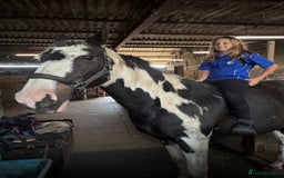 Holstein horses for sale: Fantastic veteran family horse  - Advert 10
