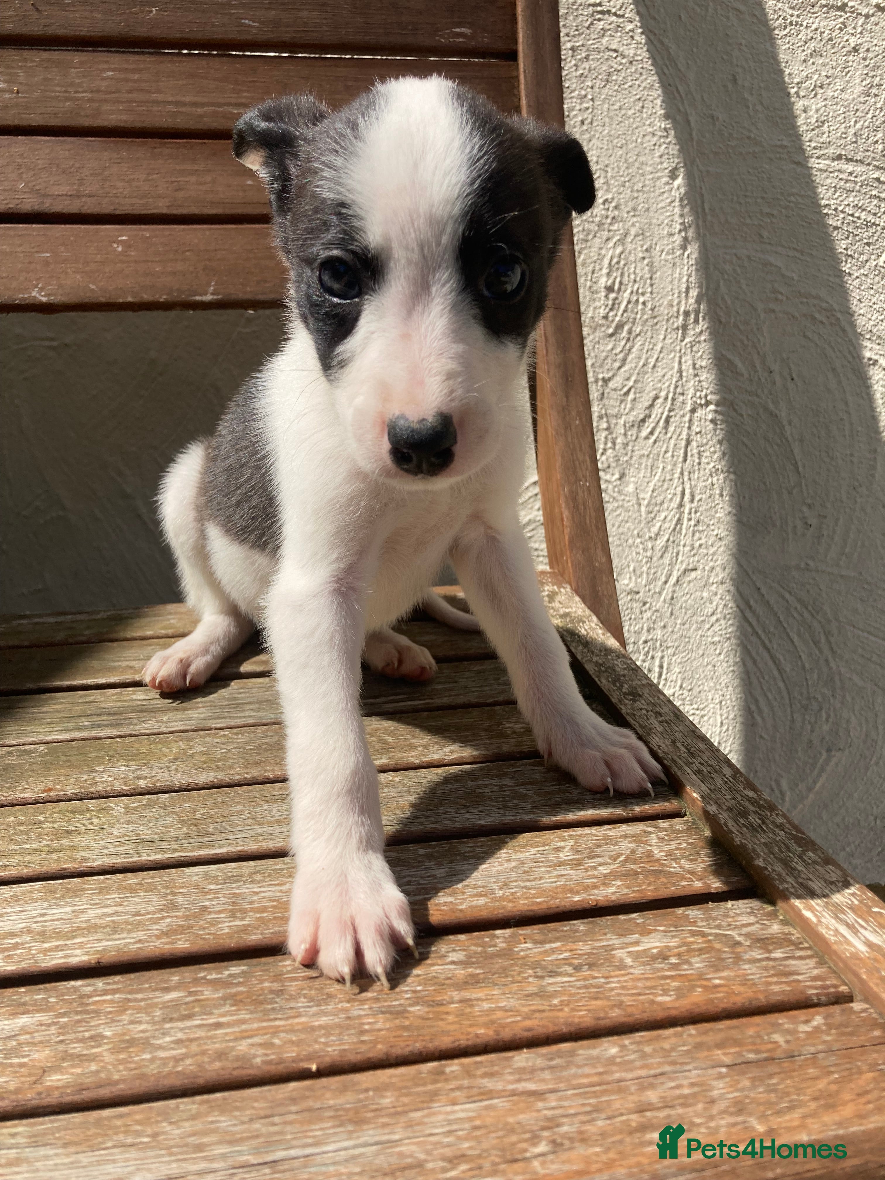 Border Collie dogs Puppies Collie x READY NOW - Advert 2