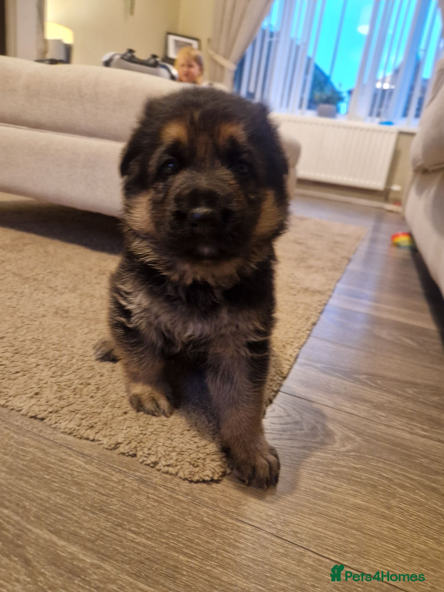 German Shepherd dogs 3 beautiful female gsd pups - Advert 3