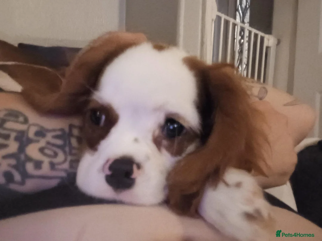 Cavalier King Charles Spaniel dogs for sale: 2 year old cavalier King Charles spaniel  - Advert 2