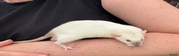 Rat rodents for sale: Beautiful friendly Dumbo rats  - Advert 17