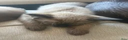 Burmese cats for sale: Beautiful Burmese cross kittens 2 left in Colchester - Advert 5