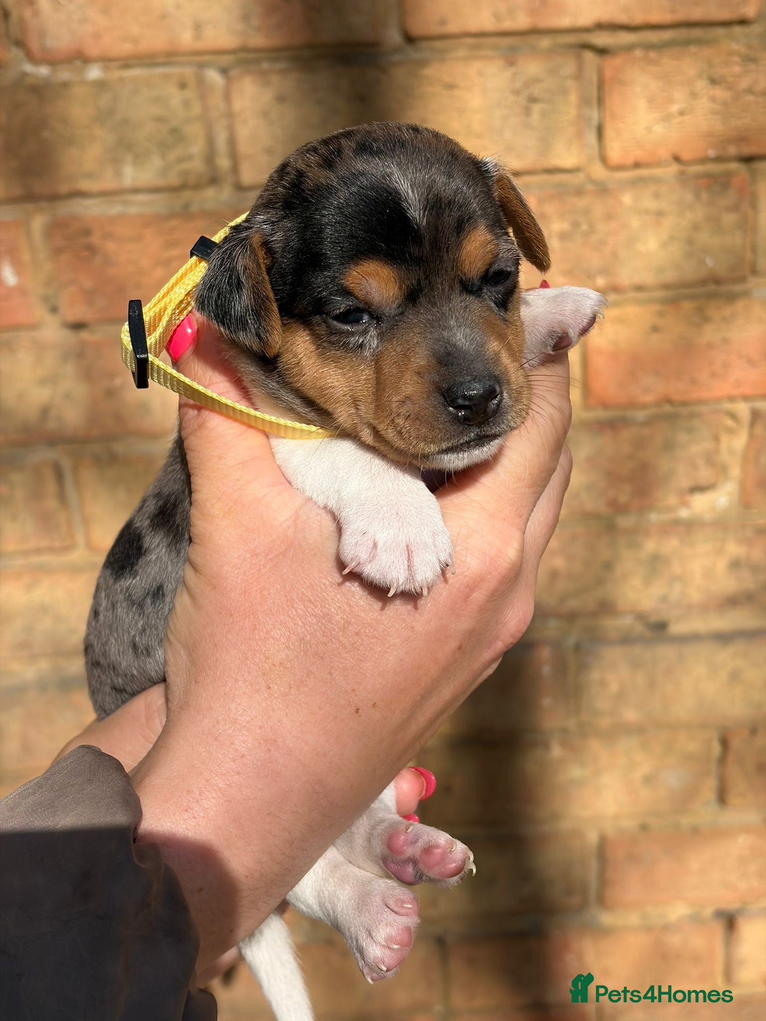 Jack Russell dogs ⭐️ mini Jack Russel puppies ⭐️ - Advert 1