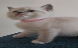 Ragdoll cats for sale: 4 stunning ragdoll kittens left - Image 23