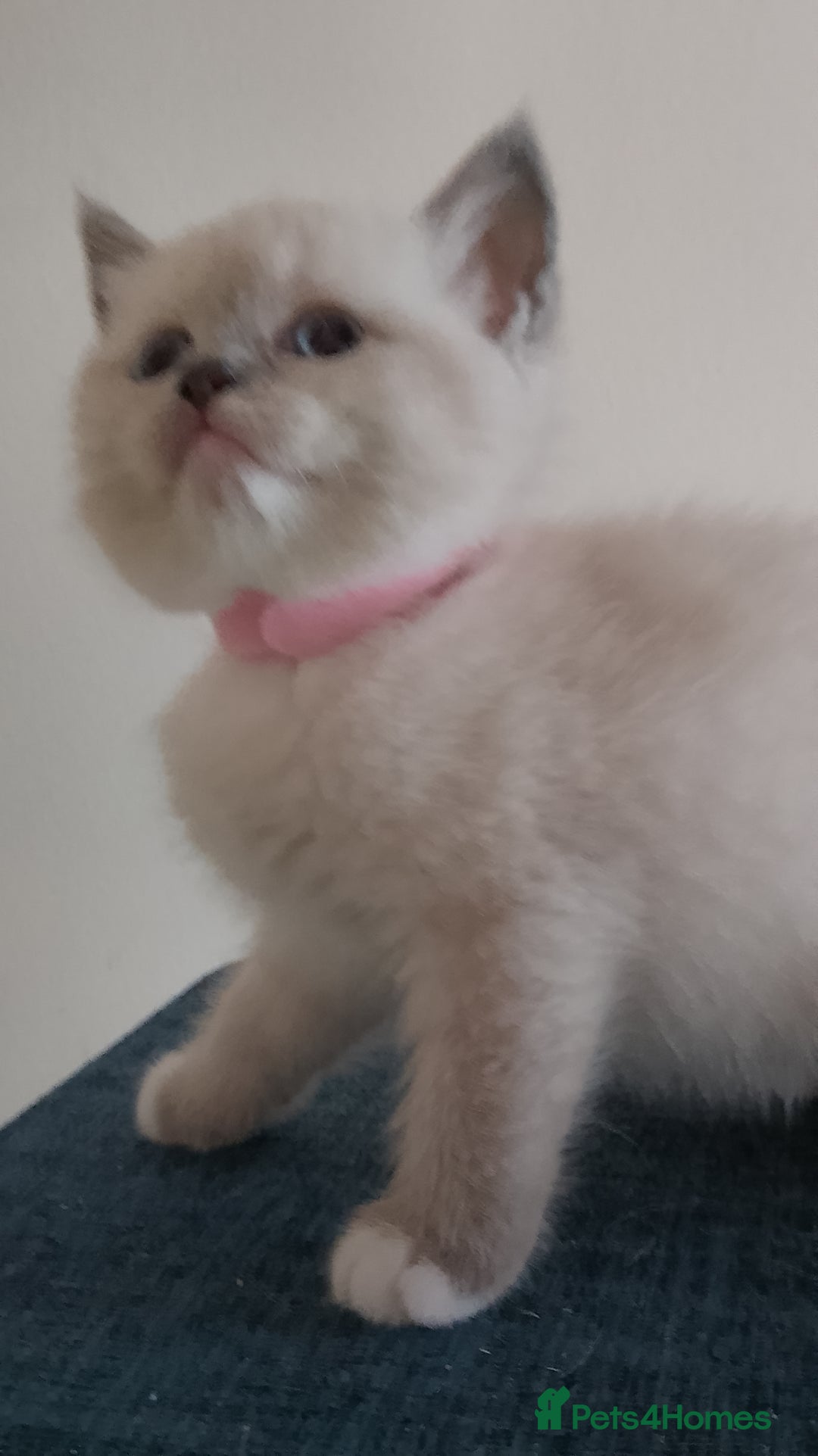 Ragdoll cats for sale: 4 stunning ragdoll kittens left - Image 23