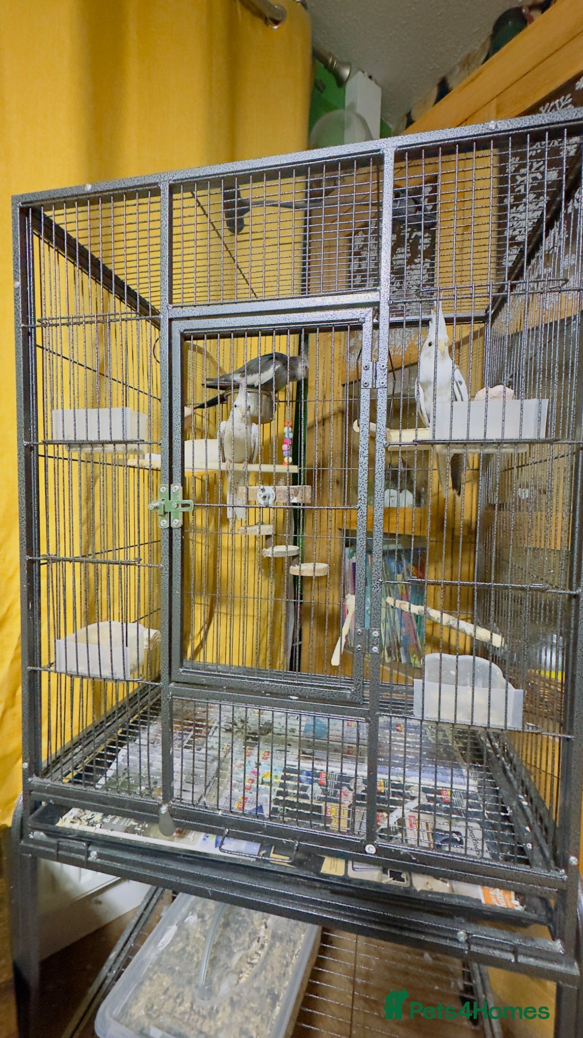 Cockatiels birds 3 cockatiels with cage - Advert 1