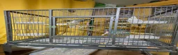 Cockatiels birds for sale: 3 cockatiels with cage in Pontefract - Advert 1