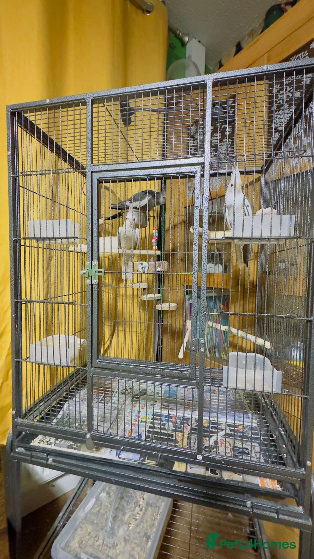 Cockatiels birds for sale: 3 cockatiels with cage in Pontefract - Advert 1