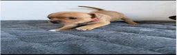 Staffordshire Bull Terrier dogs for sale: Red collar  - Advert 4